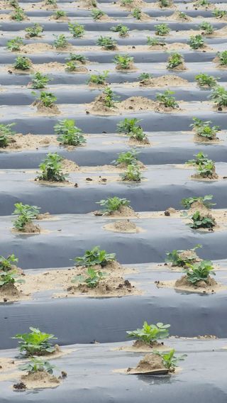 김은아님의 기타작물 · 영농일지 작성글 사진