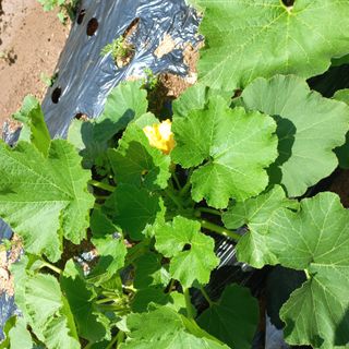 김건우님의 기타작물 · 영농일지 작성글 사진