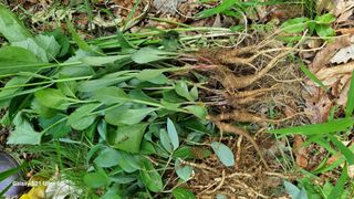 김금순자연산약초님의 기타작물 · 영농일지 작성글 사진