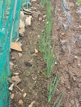 팜모닝 파·영농일지 게시글 이미지