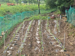 한상훈님의 고추 · 영농일지 작성글 사진