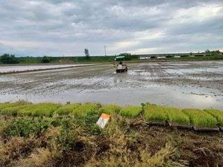 김영천님의 벼 · 영농일지 작성글 사진