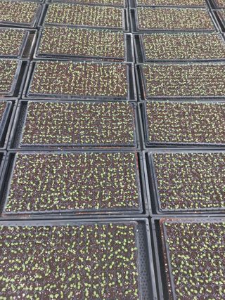 농민님의 상추 · 영농일지 작성글 사진