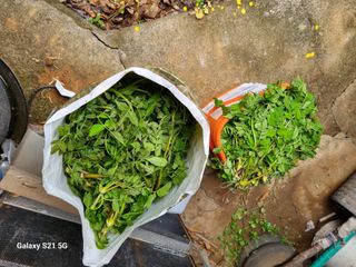 권오정님의 두릅 · 영농일지 작성글 사진