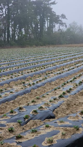 김은아님의 기타작물 · 영농일지 작성글 사진