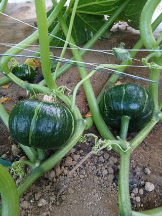 양혜진님의 호박 · 영농일지 작성글 사진