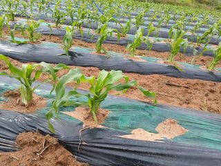 양혜진님의 옥수수 · 영농일지 작성글 사진