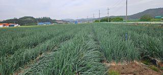 구춘봉님의 양파 · 영농일지 작성글 사진