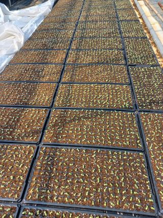 박린님의 참깨 · 영농일지 작성글 사진