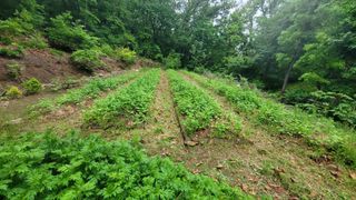 서초농원님의 기타작물 · 영농일지 작성글 사진