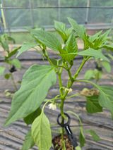 팜모닝 고추·영농일지 게시글 이미지