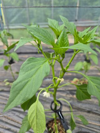 왕자농원님의 고추 · 영농일지 작성글 사진