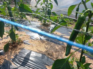 박린님의 고추 · 영농일지 작성글 사진