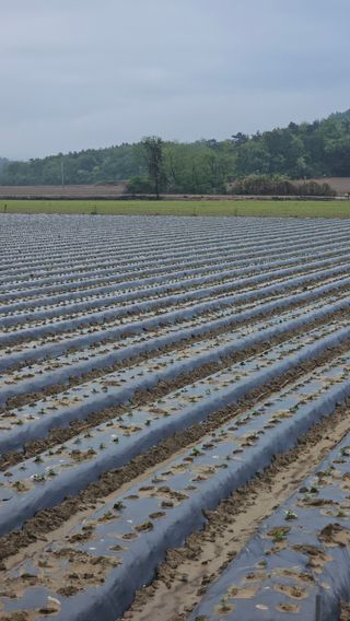김은아님의 기타작물 · 영농일지 작성글 사진