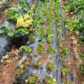 김건우님의 기타작물 · 영농일지 작성글 사진