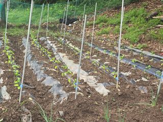 한상훈님의 고추 · 영농일지 작성글 사진