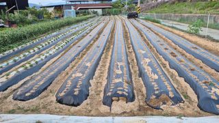 전환엽님의 참깨 · 영농일지 작성글 사진