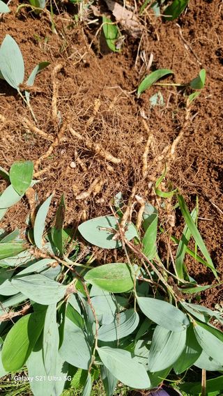 김금순자연산약초님의 기타작물 · 영농일지 작성글 사진