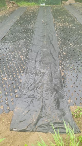 서초농원님의 기타작물 · 영농일지 작성글 사진