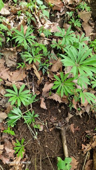 김금순자연산약초님의 기타작물 · 영농일지 작성글 사진