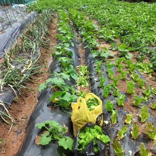 김건우님의 기타작물 · 영농일지 작성글 사진