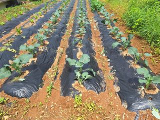 정희군님의 옥수수 · 영농일지 작성글 사진
