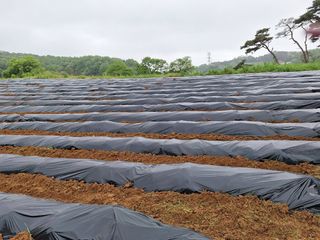 WHBack님의 고구마 · 영농일지 작성글 사진