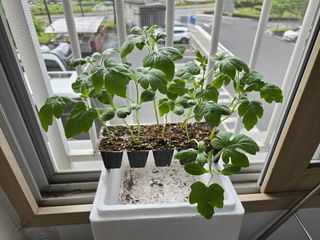 심기정님의 기타작물 · 영농일지 작성글 사진