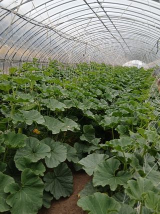 양혜진님의 호박 · 영농일지 작성글 사진