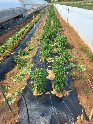 박린님의 고추 · 영농일지 작성글 사진