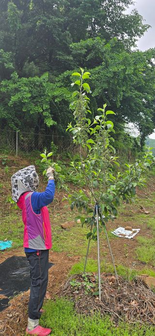 돌복숭아님의 기타작물 · 영농일지 작성글 사진