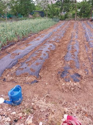 상추20832님의 기타작물 · 영농일지 작성글 사진