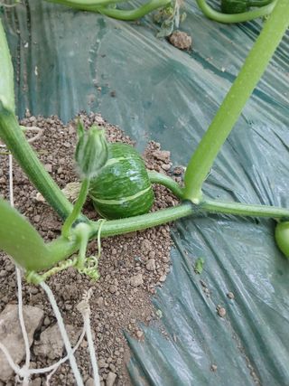 양혜진님의 호박 · 영농일지 작성글 사진