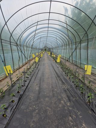 왕자농원님의 고추 · 영농일지 작성글 사진