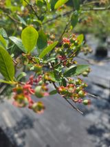 팜모닝 블루베리·영농일지 게시글 이미지