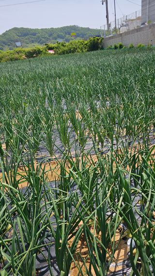 김은아님의 양파 · 영농일지 작성글 사진