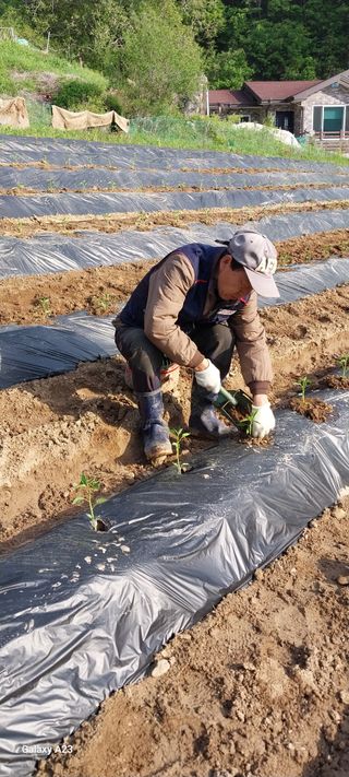 이일철 (조이산골)님의 고추 · 영농일지 작성글 사진