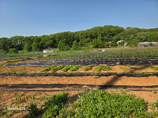 류승원님의 기타작물 · 영농일지 작성글 사진