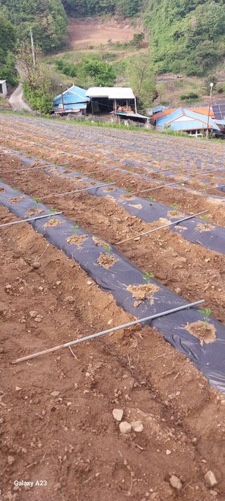 이일철 (조이산골)님의 고추 · 영농일지 작성글 사진