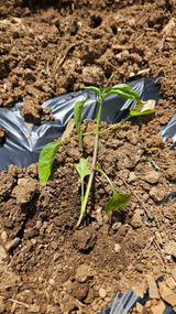 팜모닝 고추·영농일지 게시글 이미지