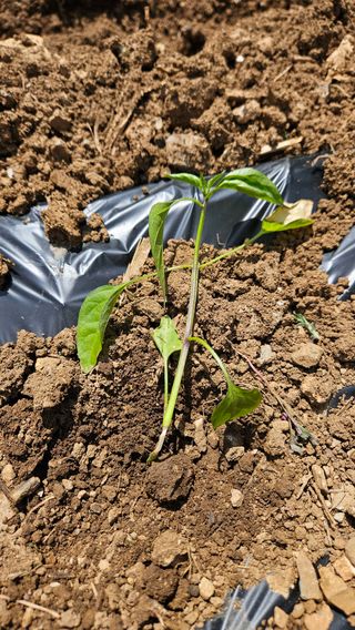 김주희님의 고추 · 영농일지 작성글 사진