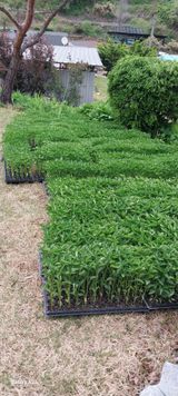 팜모닝 고추·영농일지 게시글 이미지