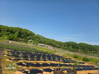 류승원님의 기타작물 · 영농일지 작성글 사진