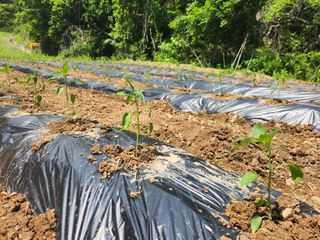 이상철님의 기타작물 · 영농일지 작성글 사진
