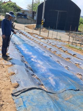 권병☆님의 들깨 · 영농일지 작성글 사진