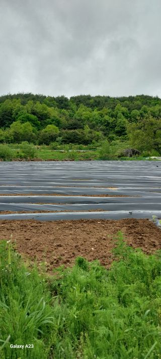 이일철 (조이산골)님의 고추 · 영농일지 작성글 사진