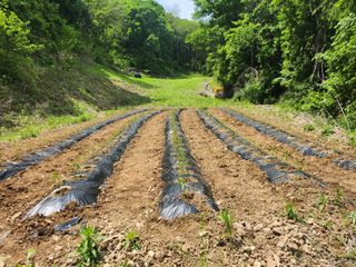 이상철님의 기타작물 · 영농일지 작성글 사진
