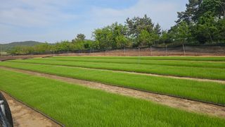 김은아님의 파 · 영농일지 작성글 사진