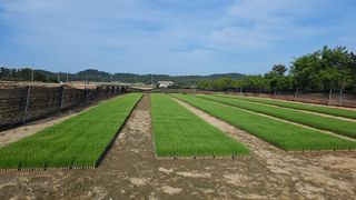 김은아님의 파 · 영농일지 작성글 사진