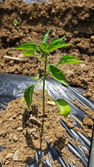 김주희님의 고추 · 영농일지 작성글 사진